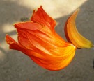 Live Plant Image