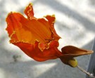 Live Plant Image