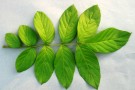 Live Plant Image