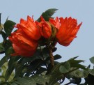 Live Plant Image