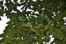 Live Plant Image