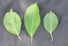 Live Plant Image