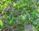 Live Plant Image