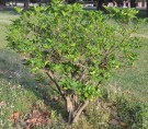 Live Plant Image