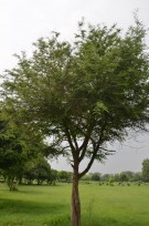 Live Plant Image