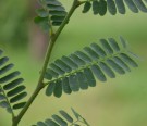 Live Plant Image