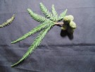 Live Plant Image