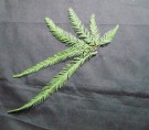 Live Plant Image