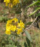 Live Plant Image