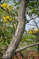 Live Plant Image