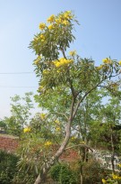 Live Plant Image