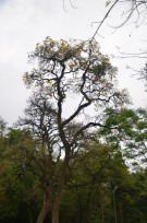 Live Plant Image
