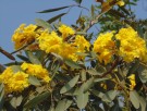 Live Plant Image