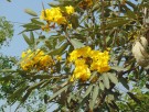 Live Plant Image