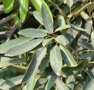 Live Plant Image