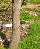 Live Plant Image