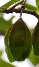Live Plant Image