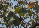 Live Plant Image
