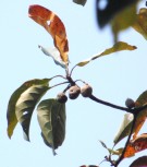 Live Plant Image
