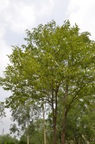 Live Plant Image