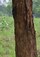 Live Plant Image