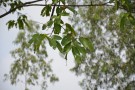 Live Plant Image