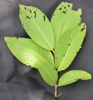Live Plant Image