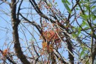 Live Plant Image