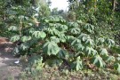 Live Plant Image