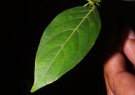 Live Plant Image