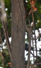 Live Plant Image