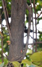 Live Plant Image
