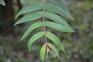Live Plant Image