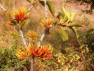 Live Plant Image