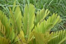Live Plant Image