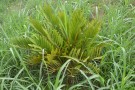 Live Plant Image