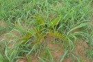 Live Plant Image