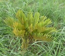 Live Plant Image