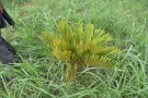 Live Plant Image