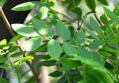 Live Plant Image